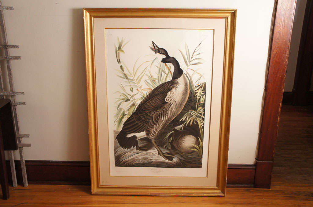 Hand Colored  and Engraved  R.Havell
Frame in Gilt and Double Matted
