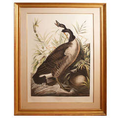 Large Format Audubon"Canadian Goose"
