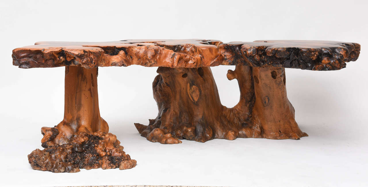 This 1950s American cypress root coffee table has impressive size and beauty, with a long curved shape and low-sheen surface.
