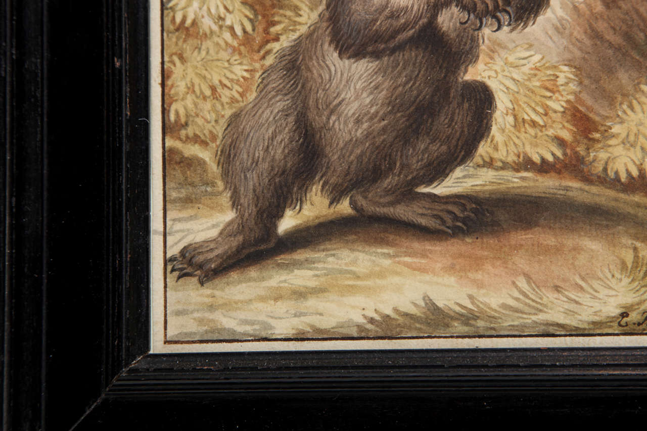 An Early 19th Century Watercolor of a Growling Bear 3