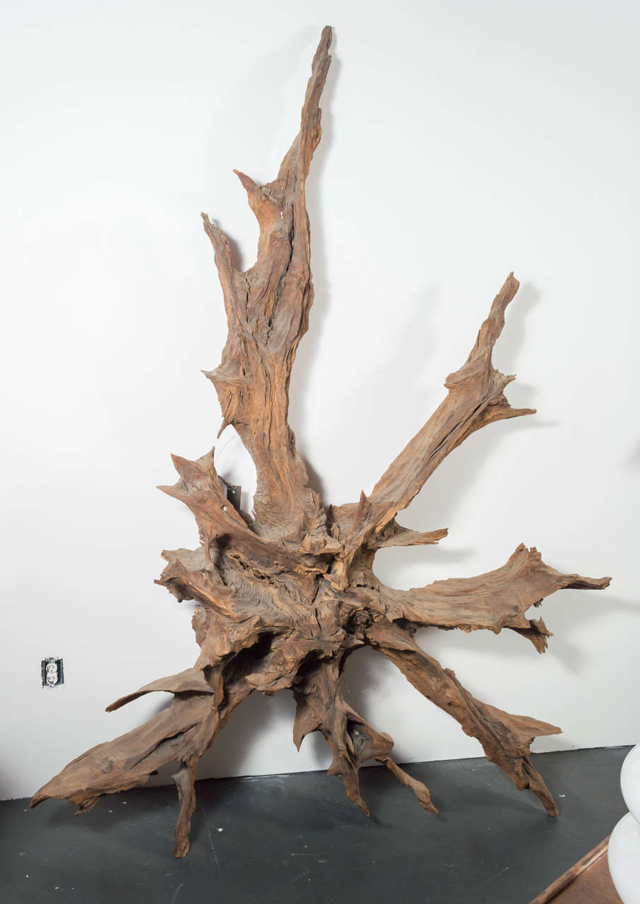 Large natural teak tree root wall sculpture. Heavy weight, but able to lean or hang on a wall. Hardware attached on the back for easy hanging. It could also be repurposed as a table base or free standing room partition.