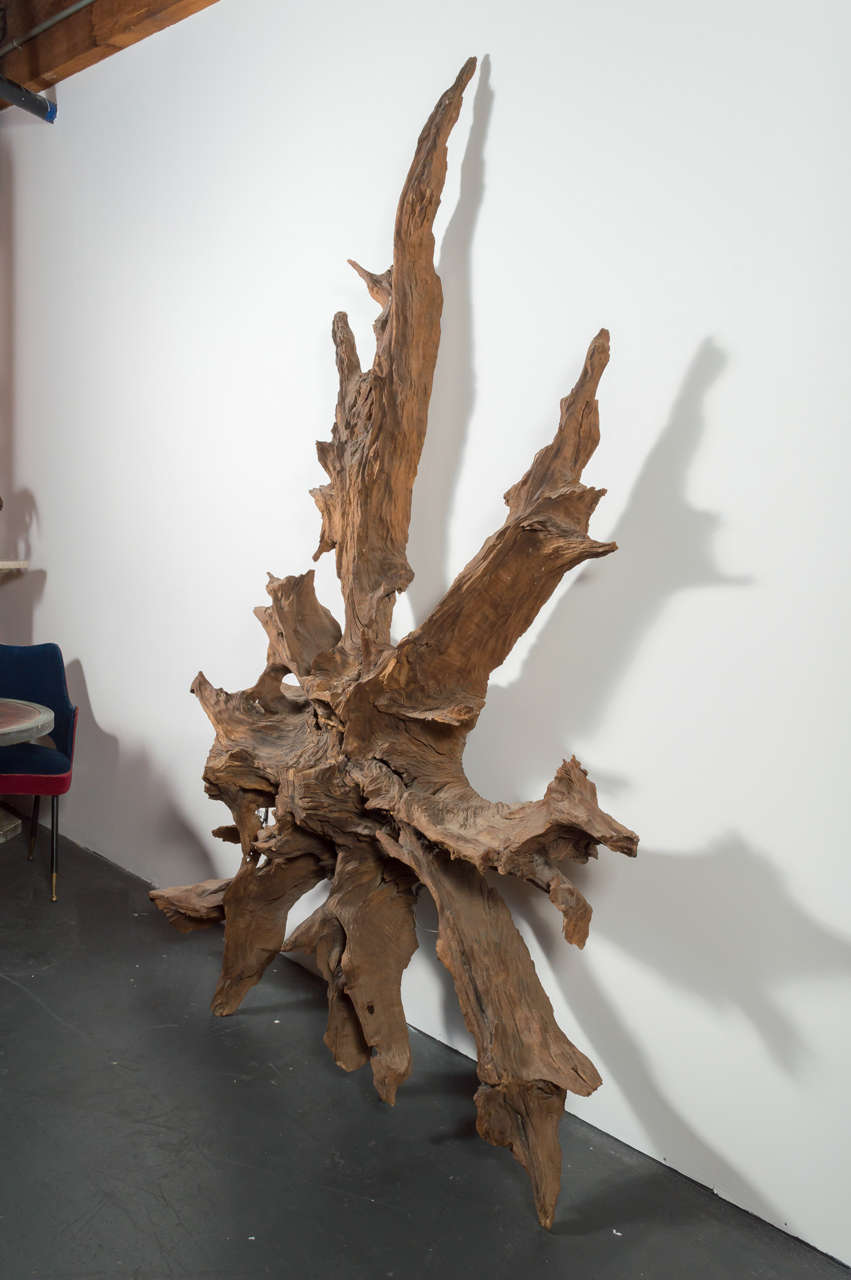 20th Century Large Tree Root For Sale