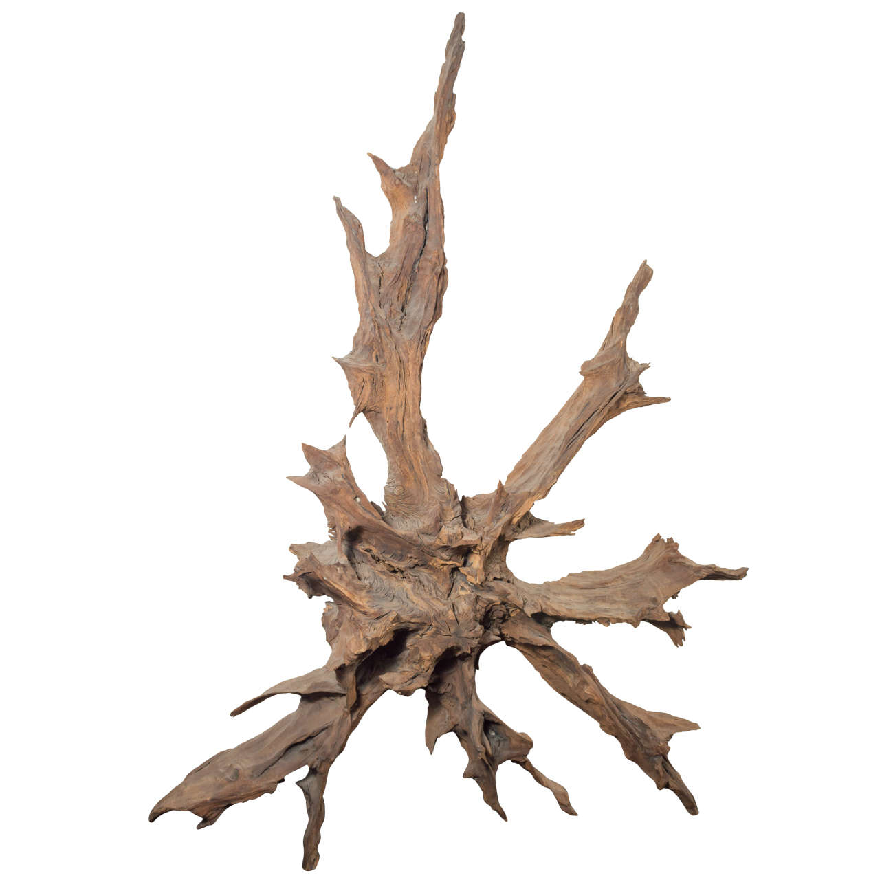 Large Tree Root For Sale