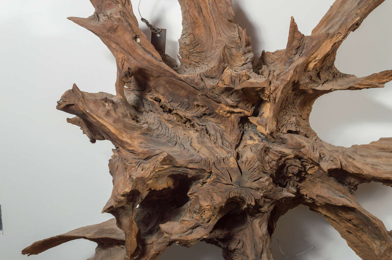 Large Tree Root For Sale at 1stdibs