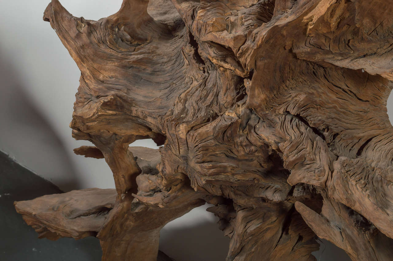 Large Tree Root For Sale at 1stDibs