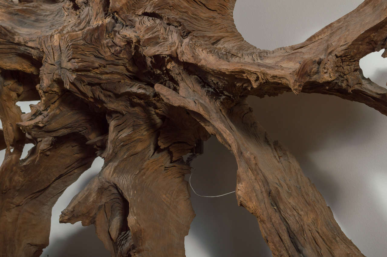 Large Tree Root For Sale at 1stdibs