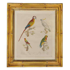 Antique Hand Colored  Parrots Lithograph