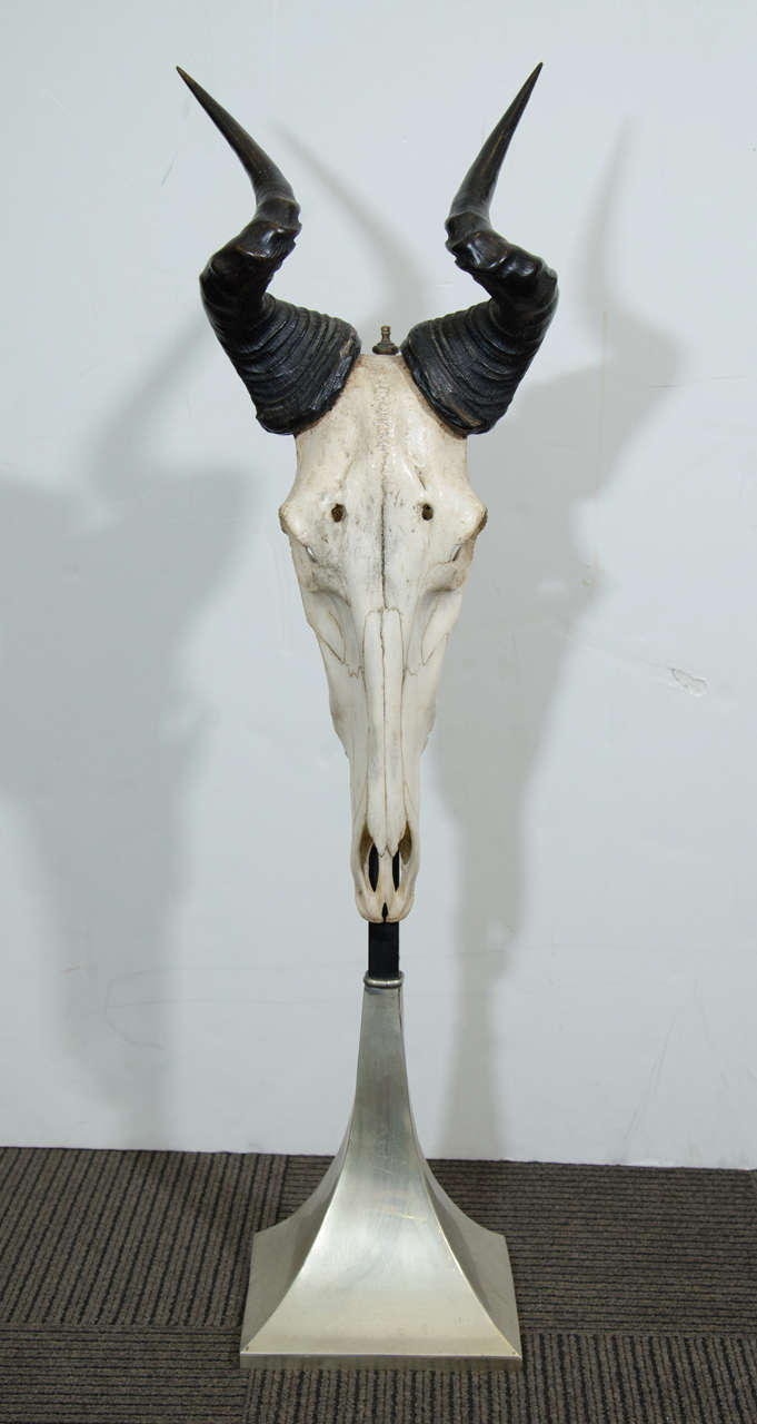 Vintage Memento Mori Antelope Skull Sculpture