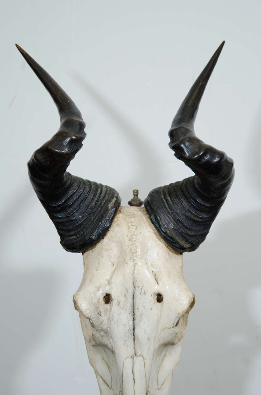 Vintage Memento Mori Antelope Skull Sculpture at 1stDibs | memento mori ...
