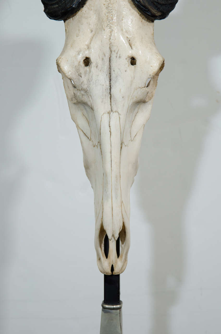Vintage Memento Mori Antelope Skull Sculpture at 1stDibs | memento mori ...