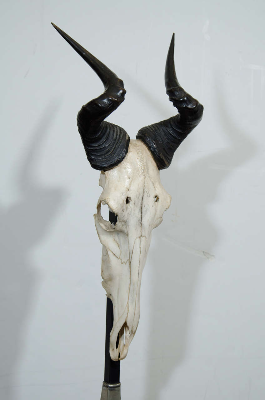 Vintage Memento Mori Antelope Skull Sculpture at 1stDibs | memento mori ...