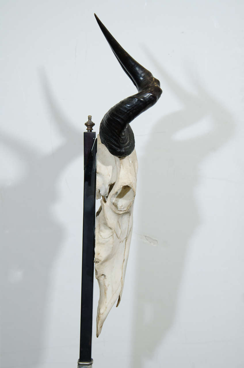 Vintage Memento Mori Antelope Skull Sculpture at 1stDibs | memento mori ...