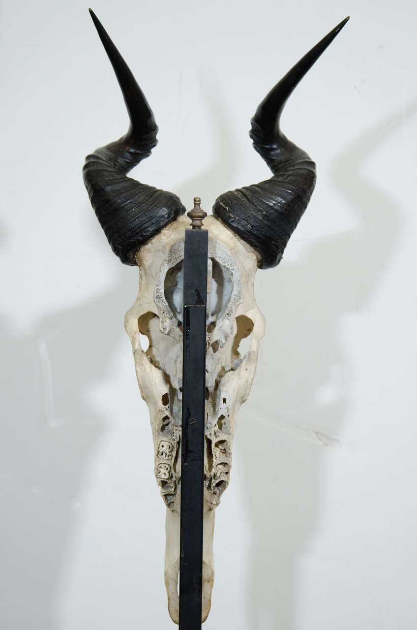 Vintage Memento Mori Antelope Skull Sculpture at 1stDibs | memento mori ...