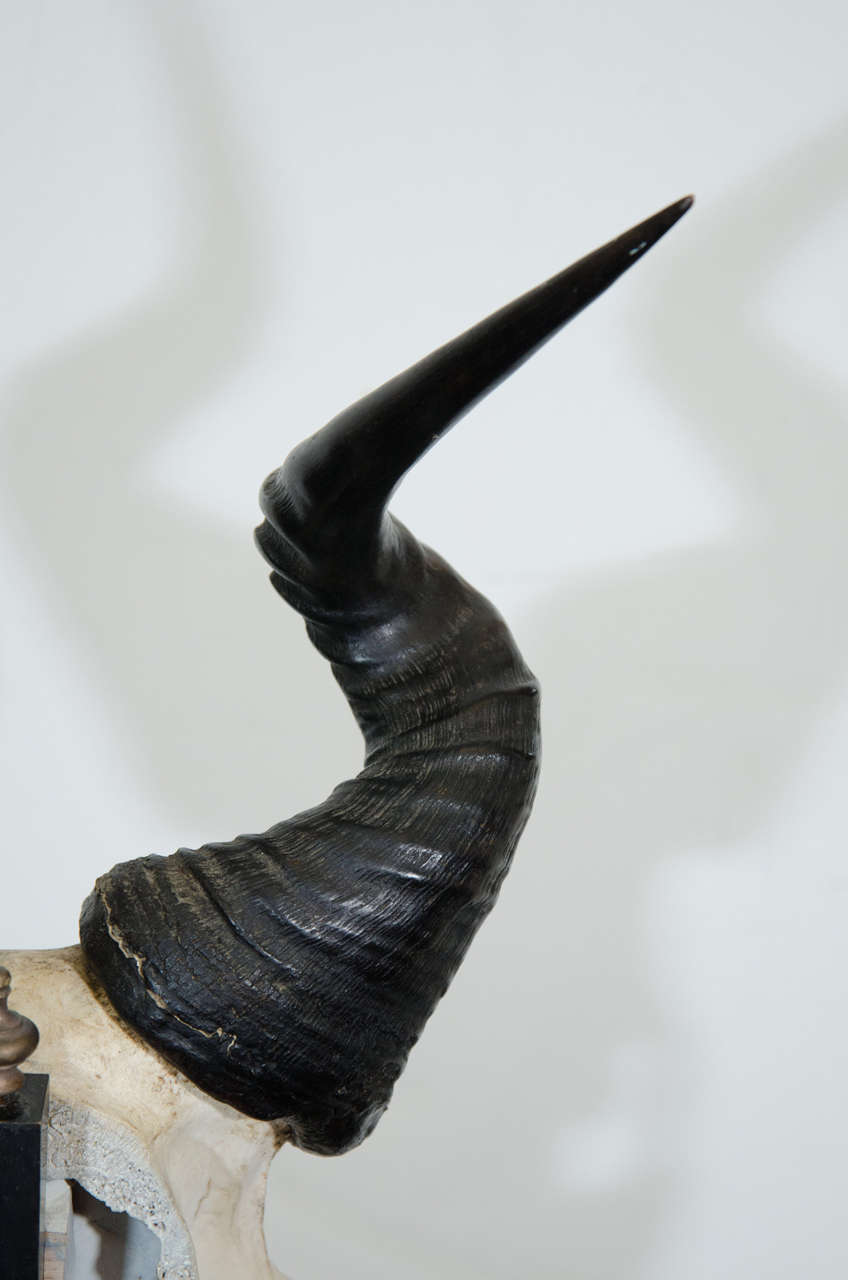 Vintage Memento Mori Antelope Skull Sculpture at 1stDibs | memento mori ...