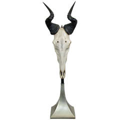 Vintage Memento Mori Antelope Skull Sculpture at 1stDibs | memento mori ...