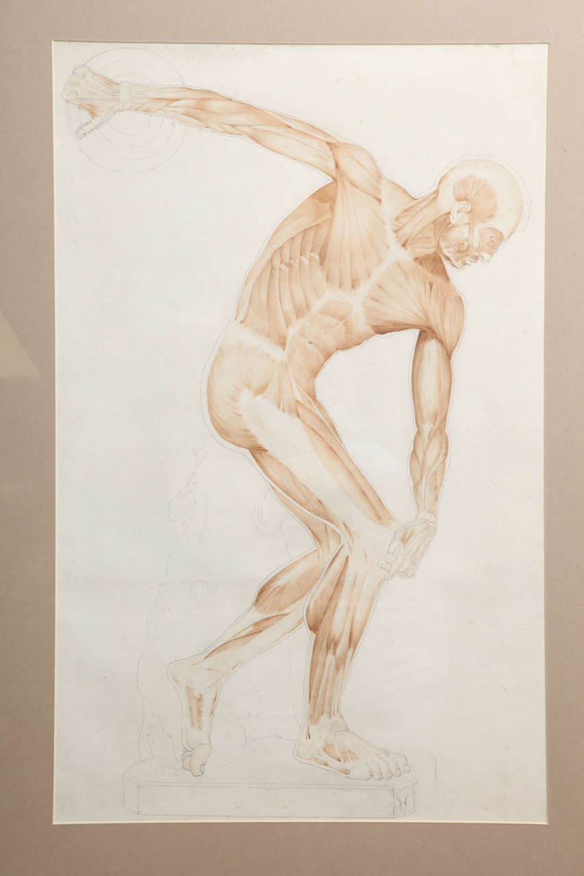 vintage anatomical drawings