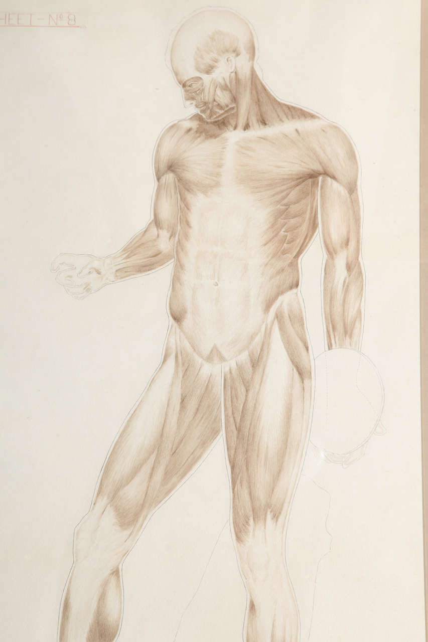 English Set of Four Anatomical Drawings, After the Antique