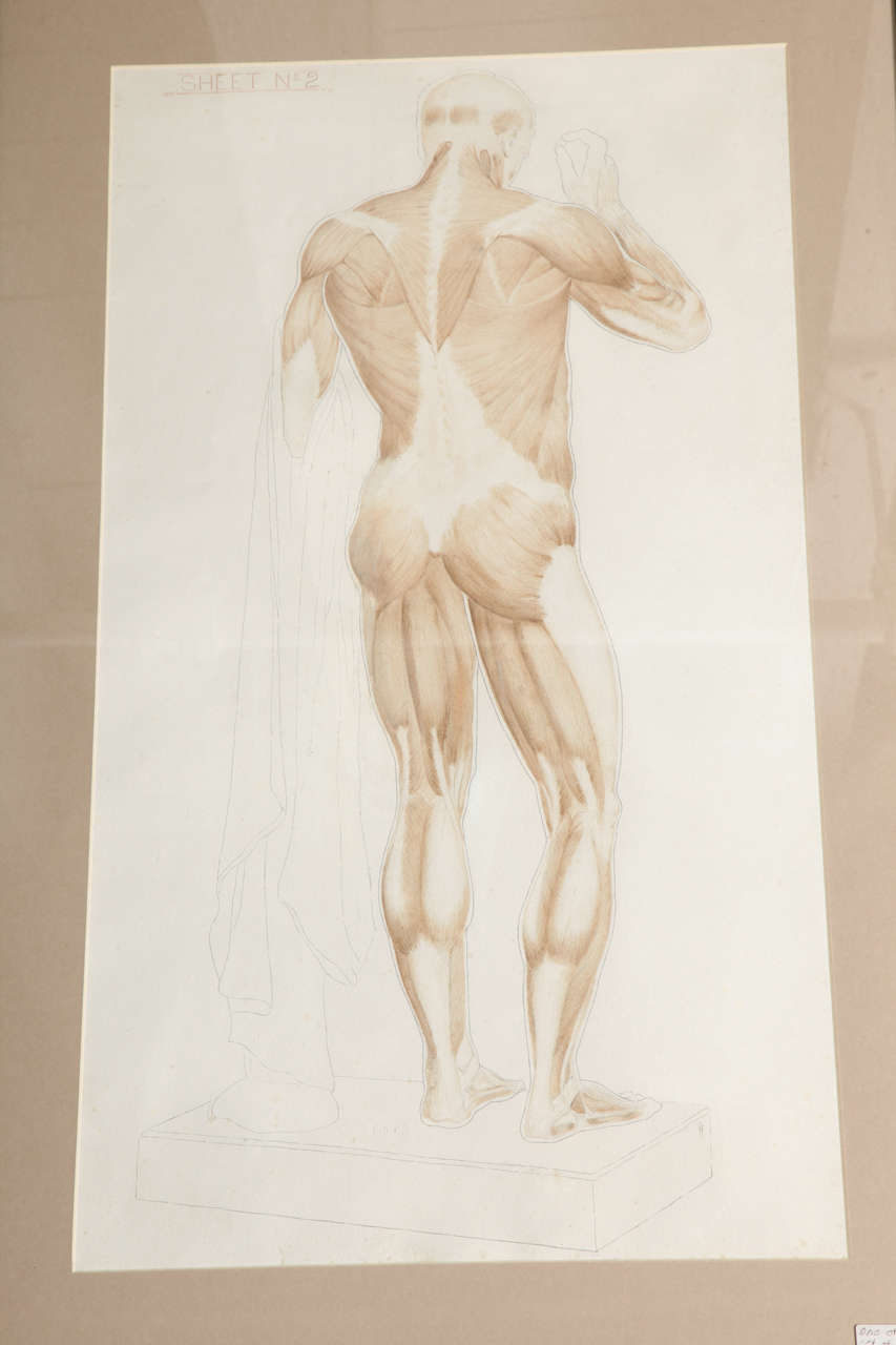 Set of Four Anatomical Drawings, After the Antique 3