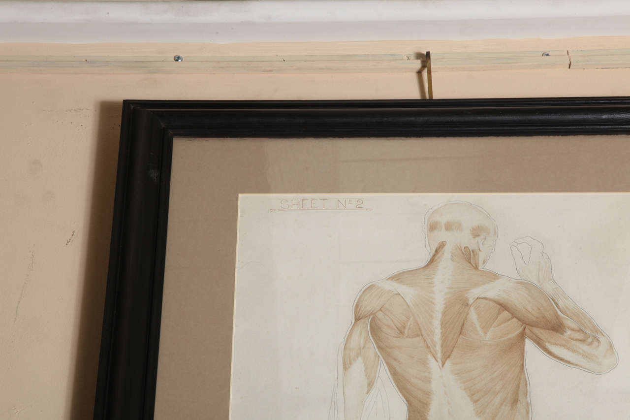 Set of Four Anatomical Drawings, After the Antique 4
