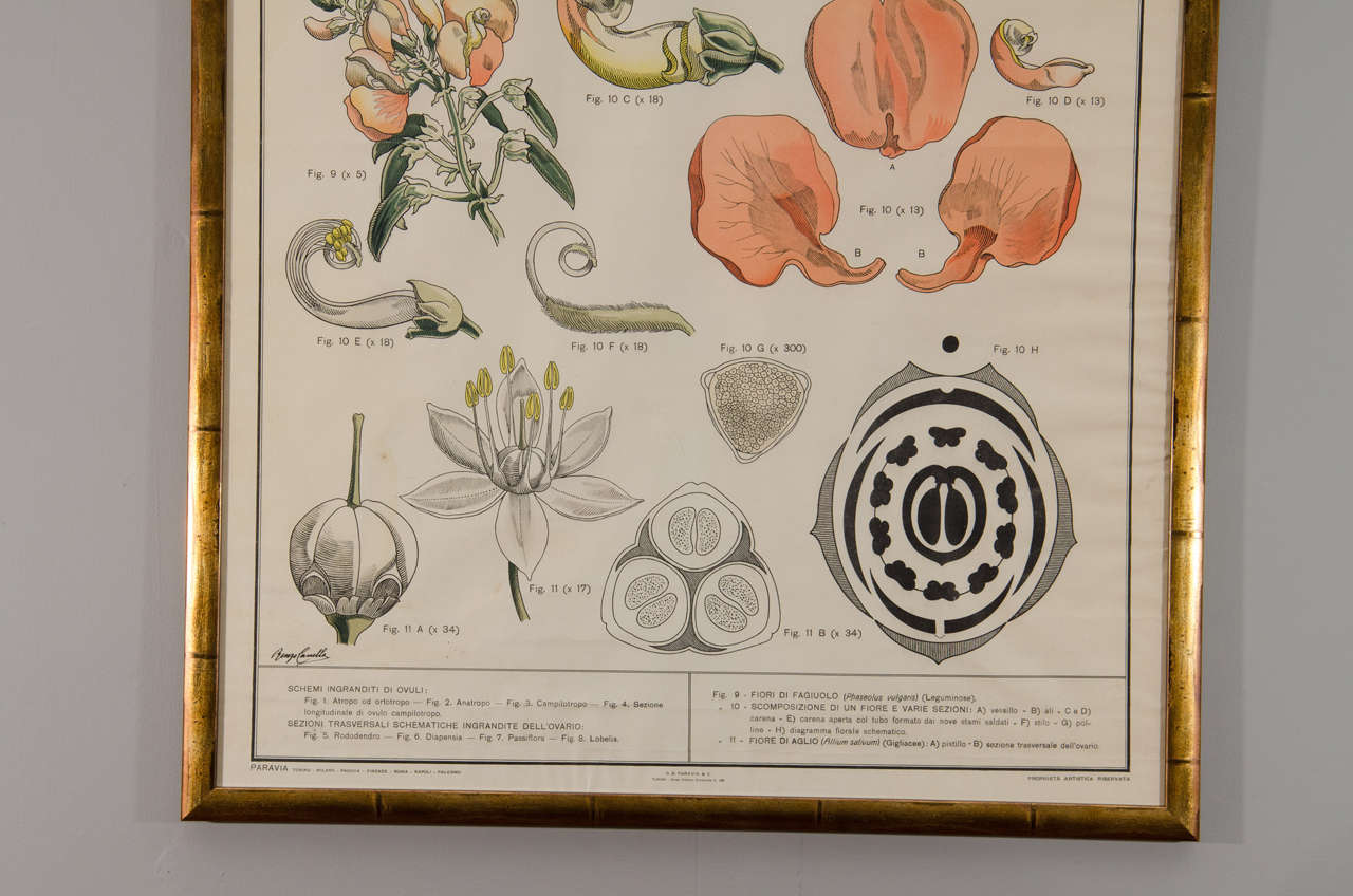 Frühes 20. Jahrhundert, Italienische Botantische Drucke im Angebot 1