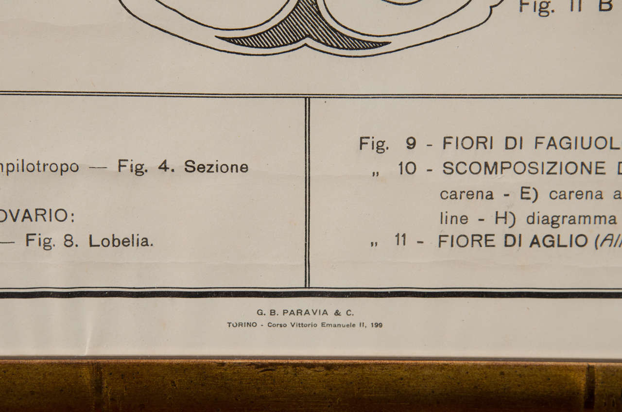 Early 20th Century, Italian Botantical Prints For Sale 4