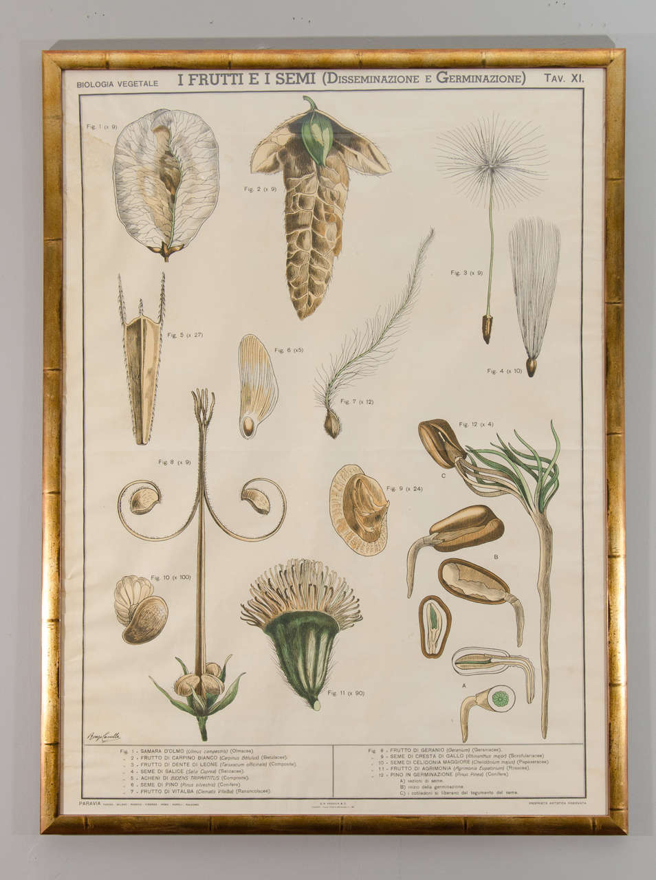 Early 20th century Italian botanical print in gilded frame. Eight available.