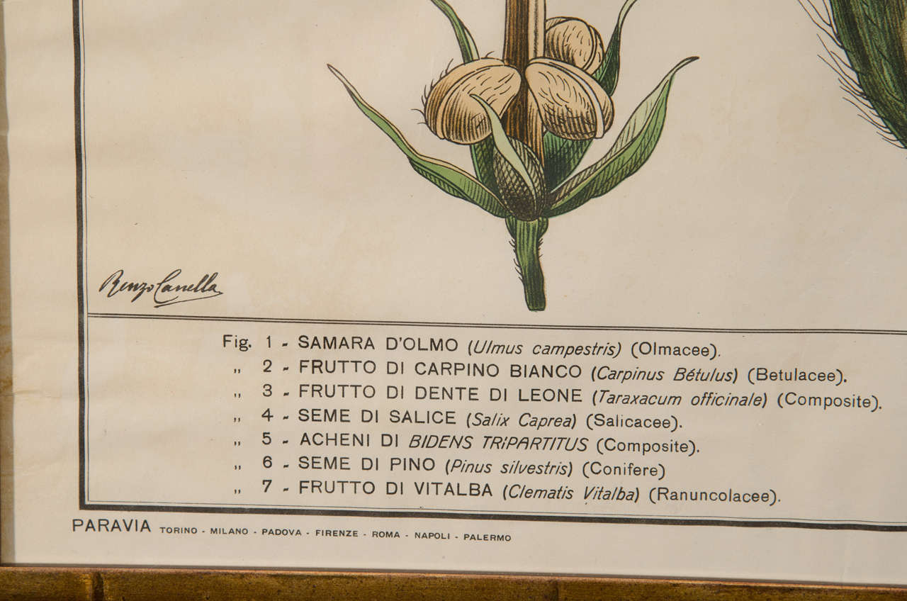 Early 20th Century Italian Botanical Print in Gilded Frame 3