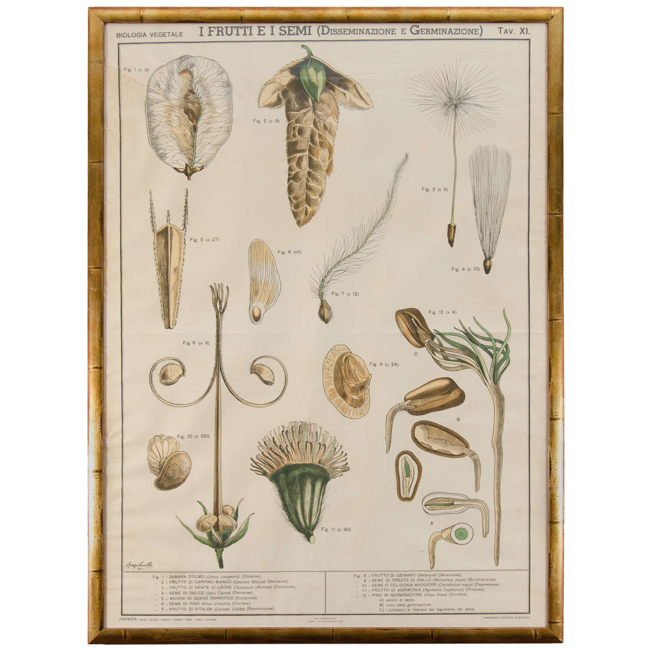 Early 20th Century Italian Botanical Print in Gilded Frame