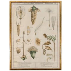 Early 20th Century Italian Botanical Print in Gilded Frame