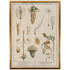 Early 20th Century Italian Botanical Print in Gilded Frame 9