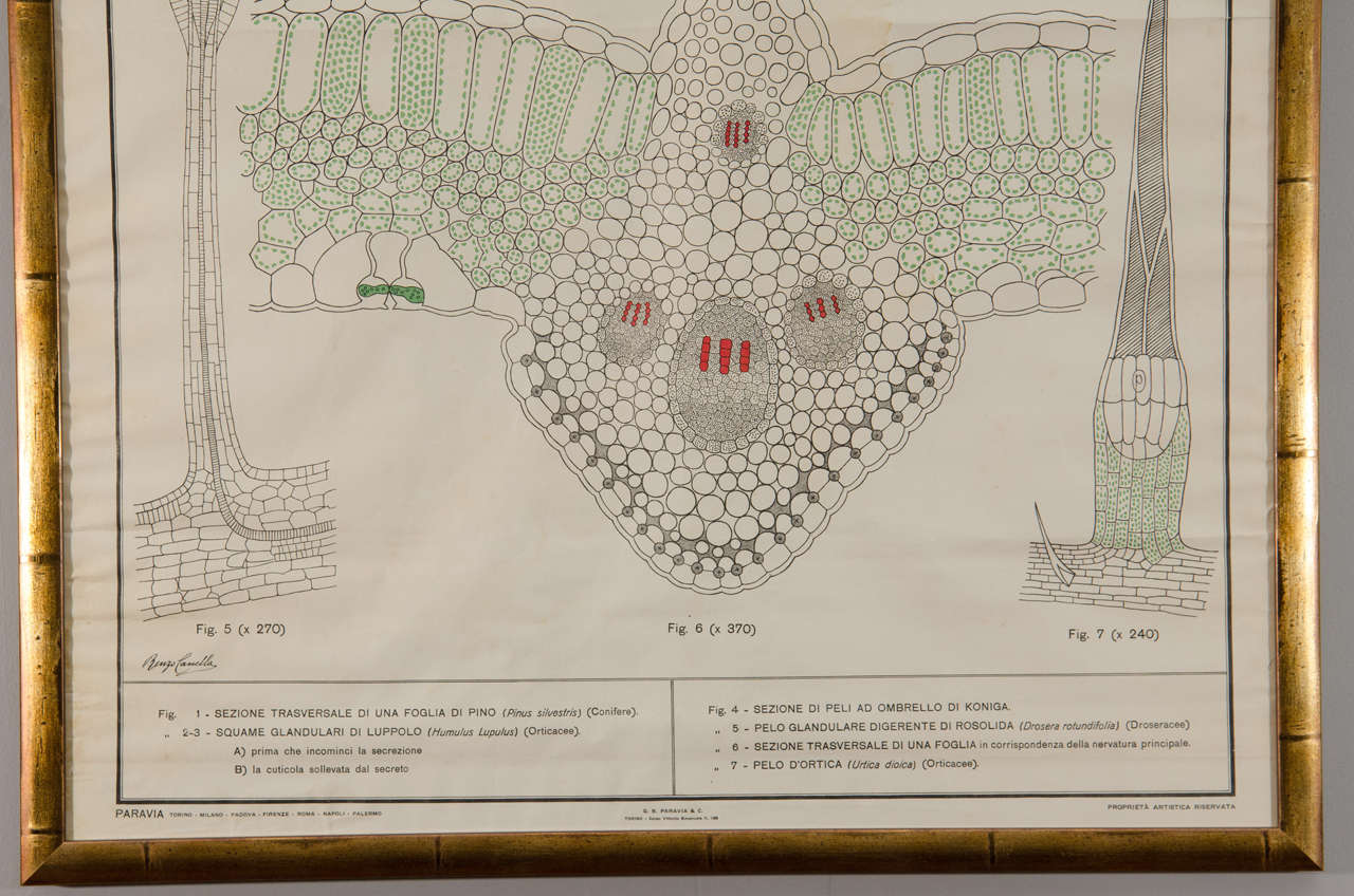 20ième siècle Impression botanique italienne du début du XXe siècle dans un cadre doré en vente