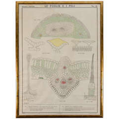 Early 20th Century Italian Botanical Print in Gilded Frame 8