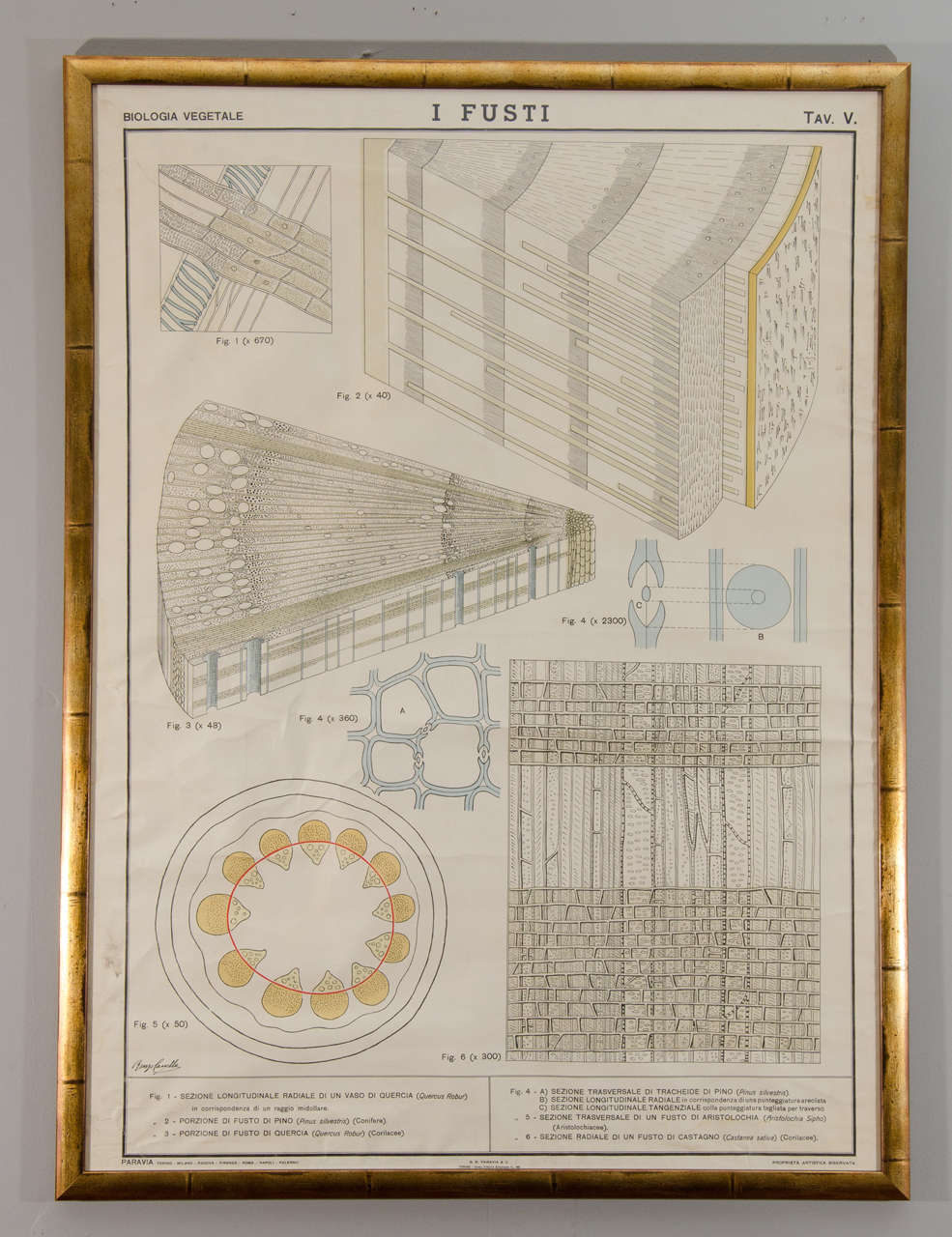 Early 20th century Italian botanical print in gilded frame.
Eight available.