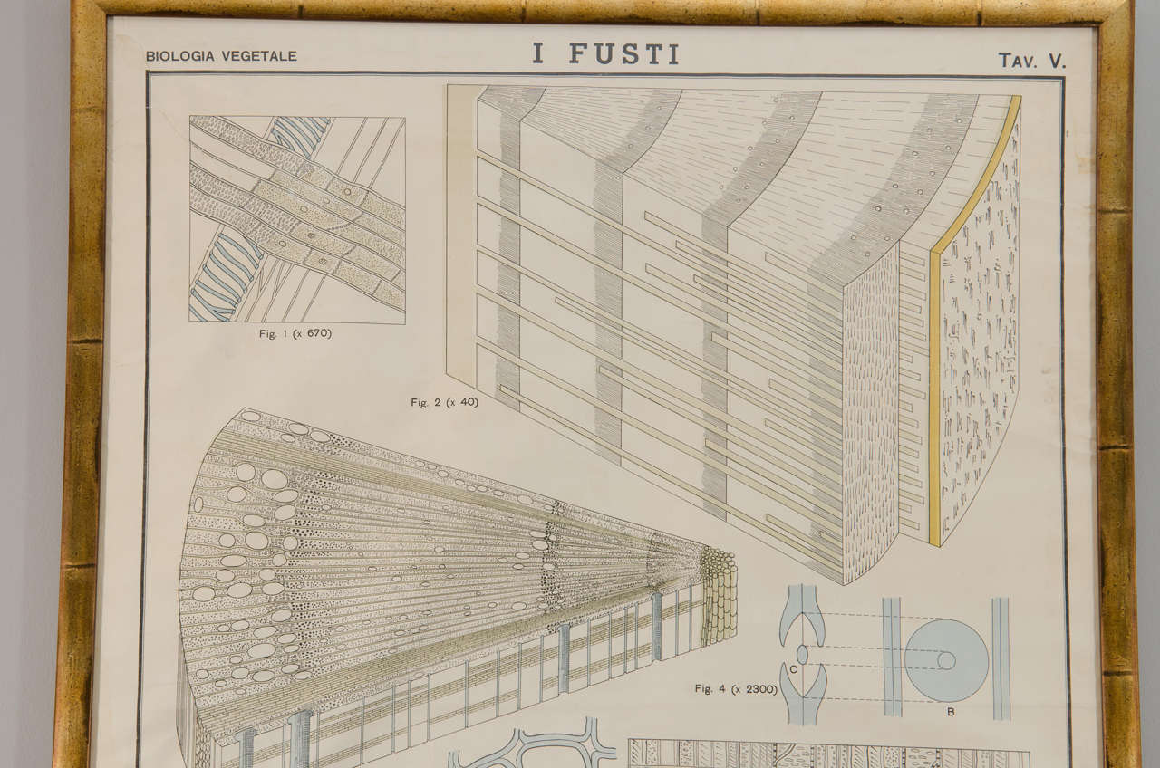 Early 20th Century Italian Botanical Print In Excellent Condition For Sale In New York, NY