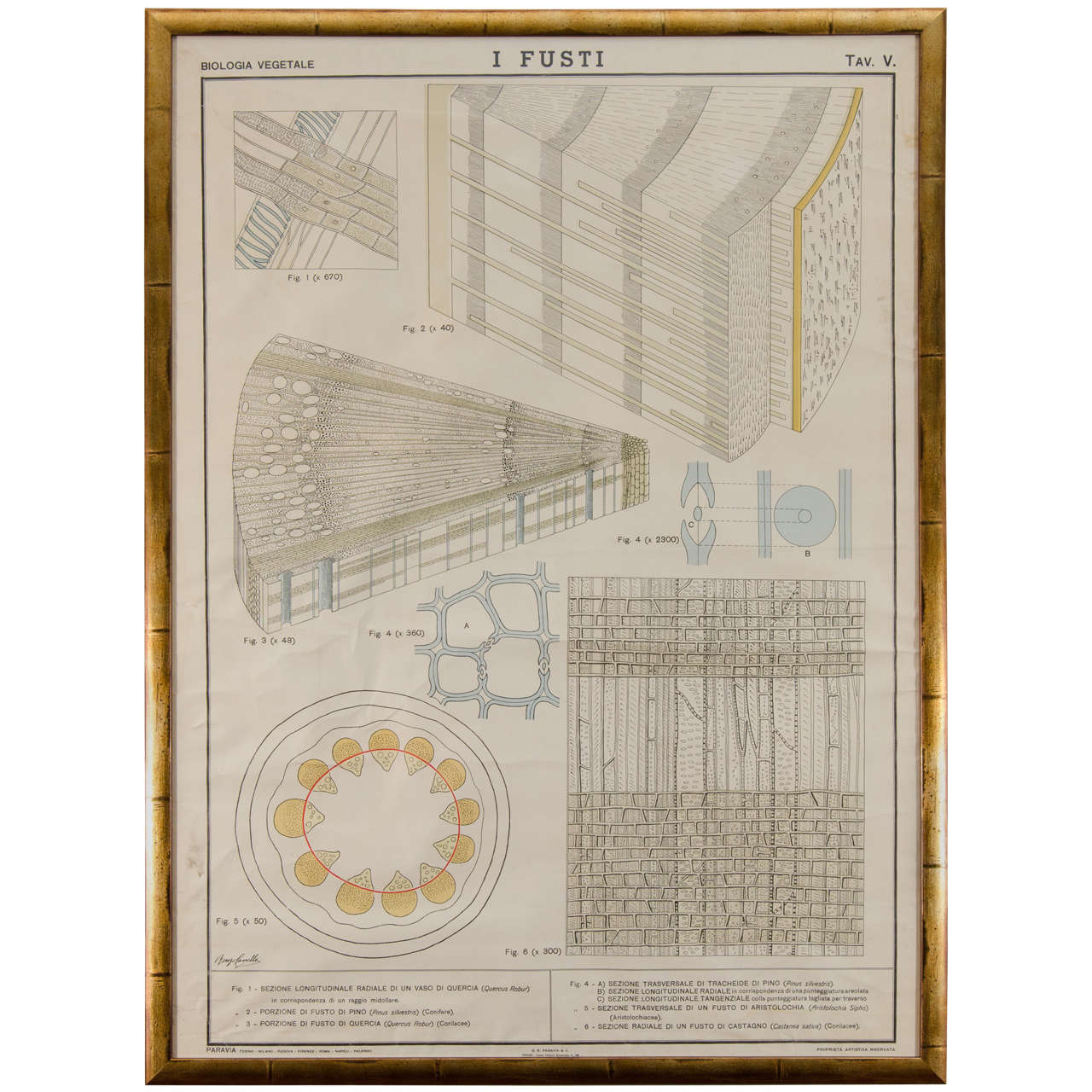 Early 20th Century Italian Botanical Print For Sale