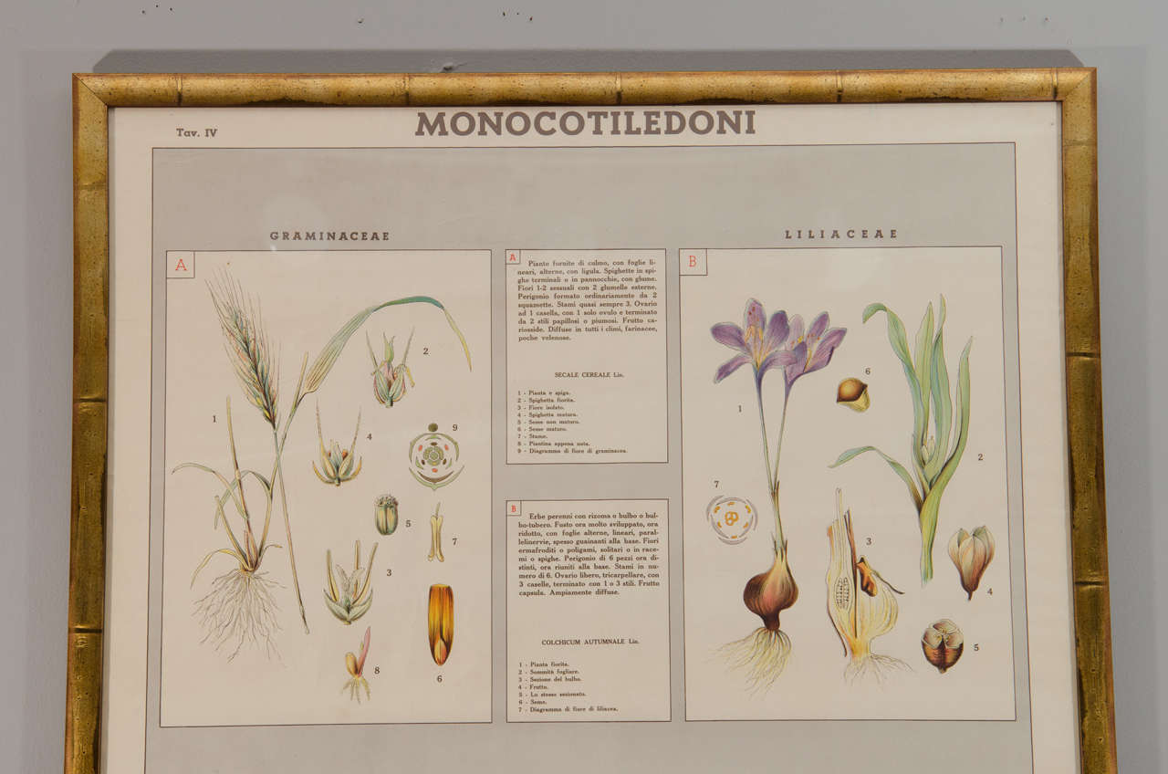 italian botanical prints