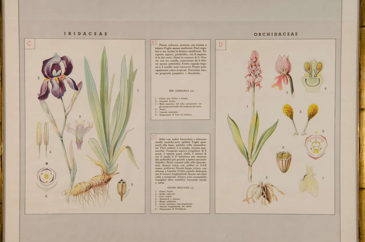 Paper Early 20th Century Italian Botanical Print For Sale