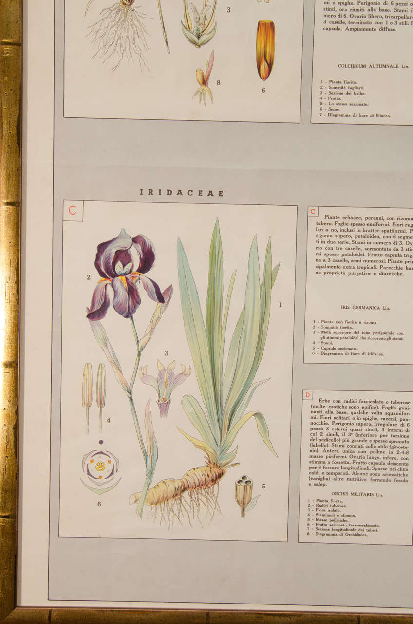 Early 20th Century Italian Botanical Print For Sale 2