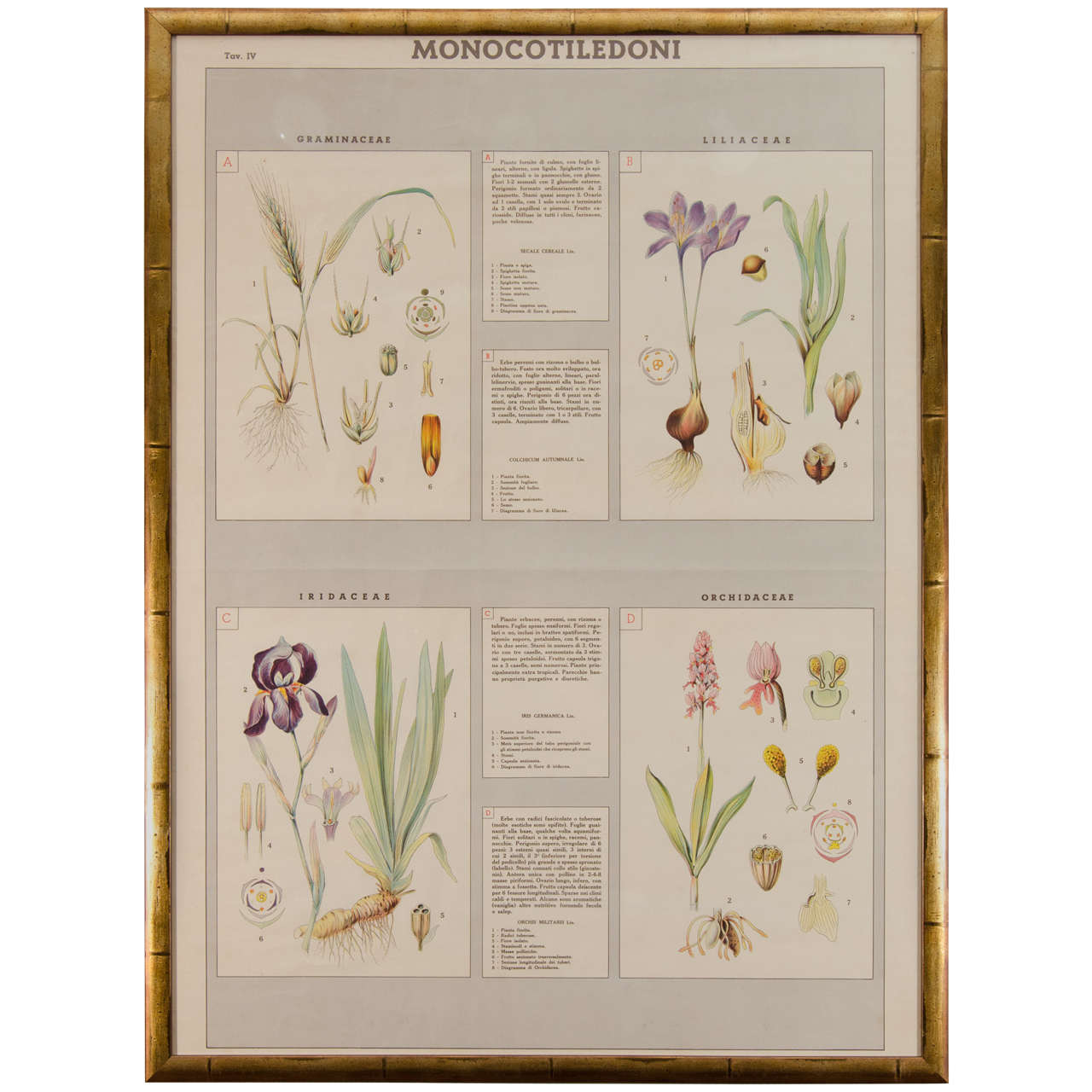 Early 20th Century Italian Botanical Print For Sale