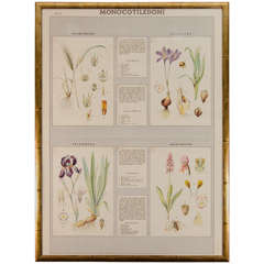 Early 20th Century Italian Botanical Print 1