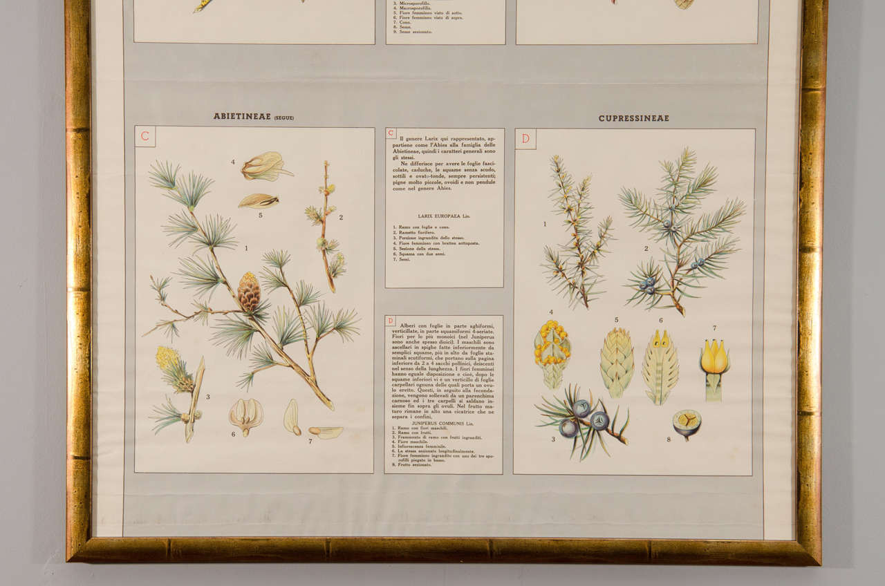 italian botanical prints