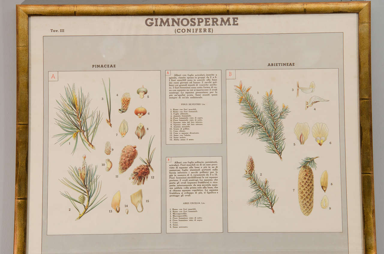 Early 20th Century Italian Botanical Print In Excellent Condition For Sale In Long Island City, NY