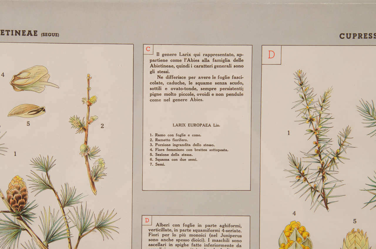 Early 20th Century Italian Botanical Print For Sale 1
