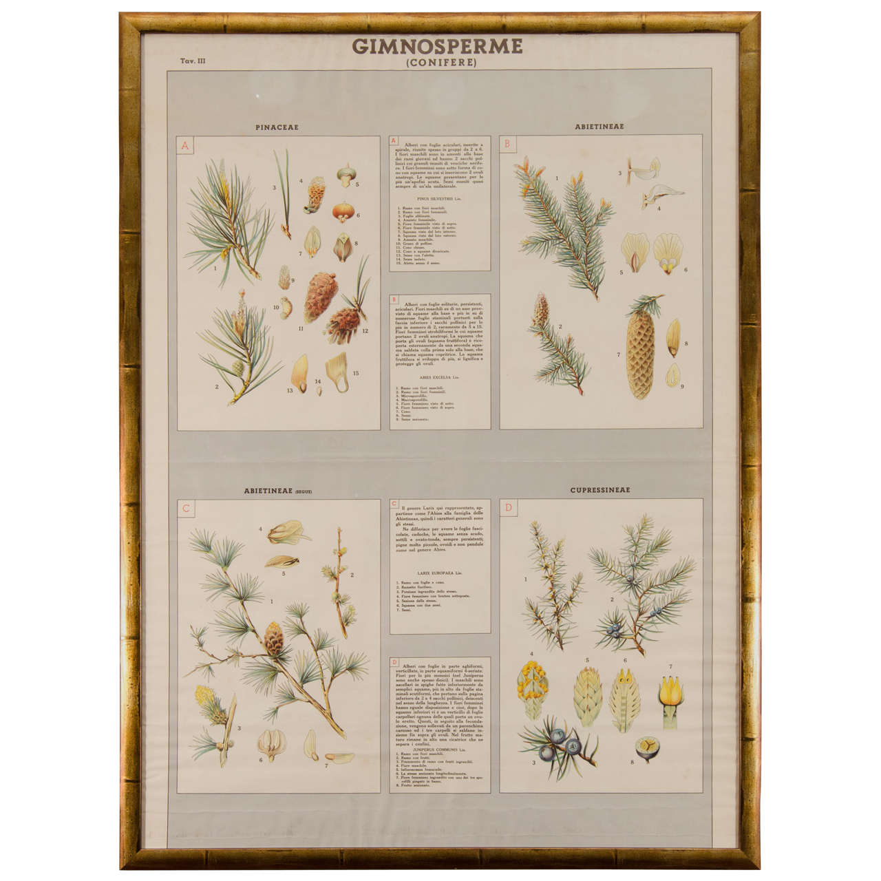 Early 20th Century Italian Botanical Print