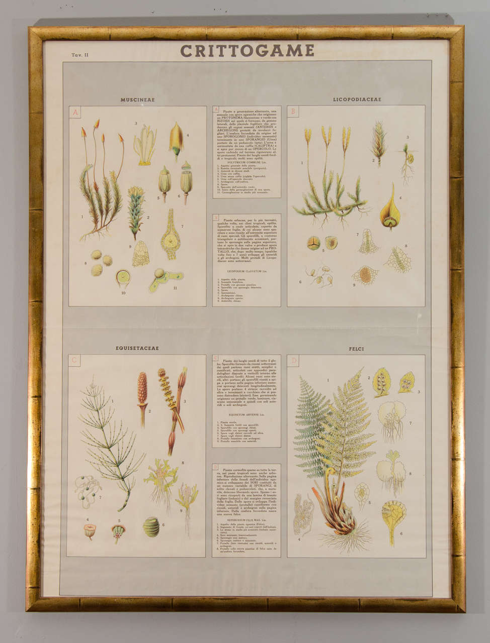 Early 20th century Italian botanical print in gilded frame. Eight different variations available.