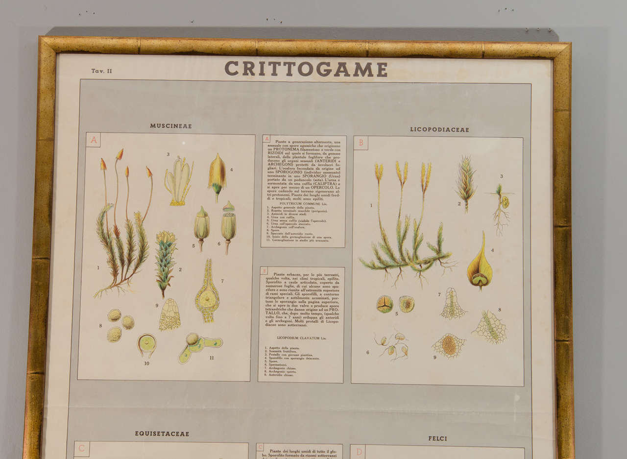 Early 20th Century Italian Botanical Print In Excellent Condition For Sale In New York, NY