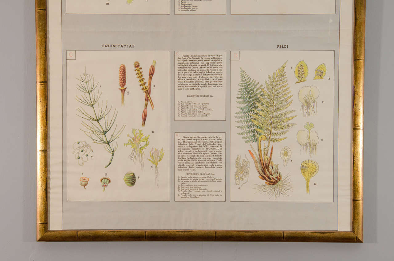 Paper Early 20th Century Italian Botanical Print For Sale