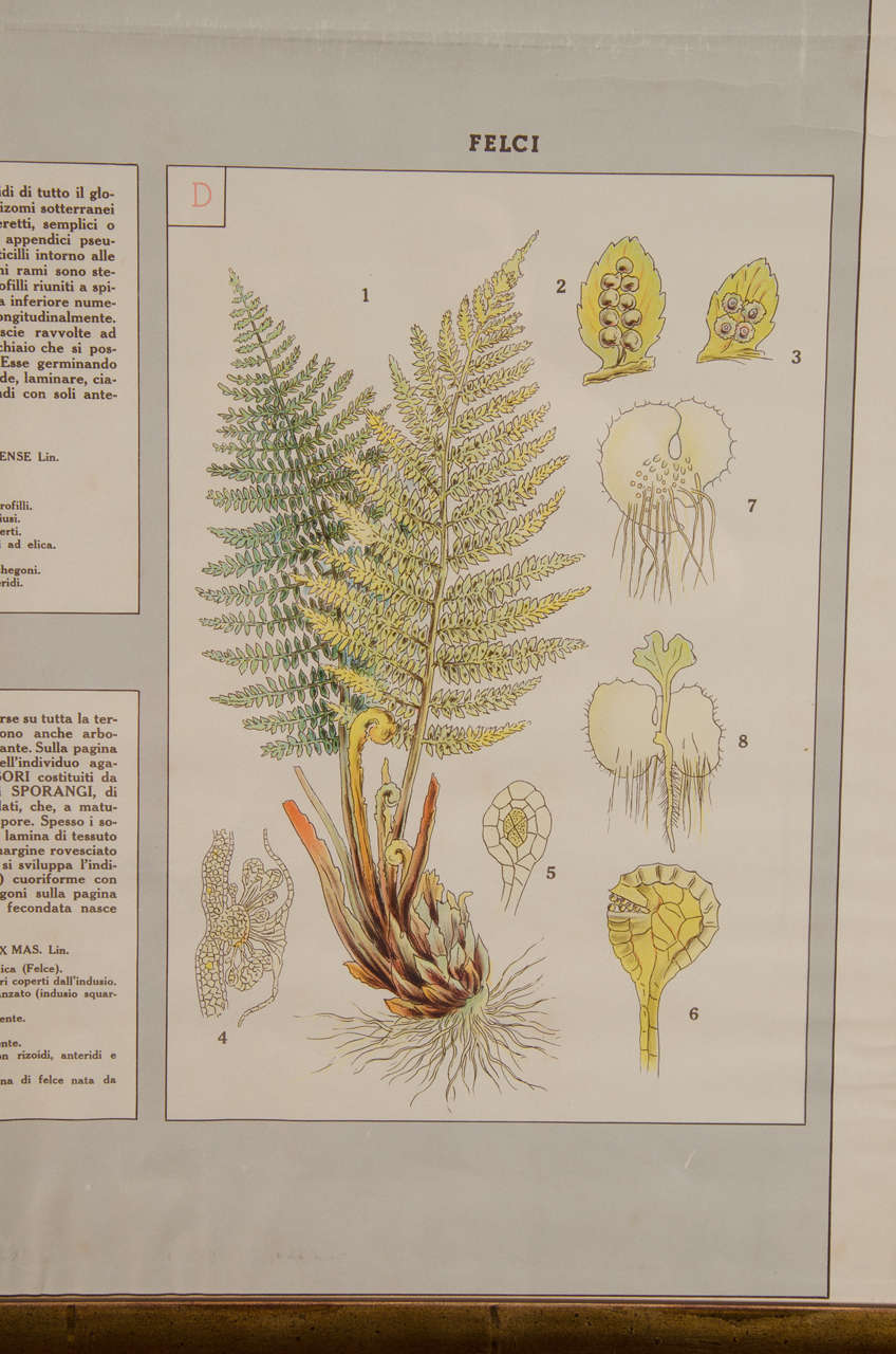 Italienischer botanischer Druck des frühen 20. Jahrhunderts im Angebot 1
