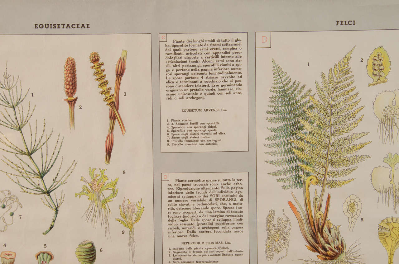Early 20th Century Italian Botanical Print For Sale 2