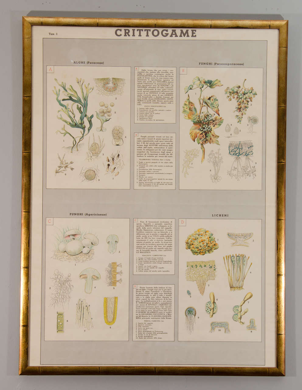 Early 20th century Italian botanical print in gilded frame.
Eight available.